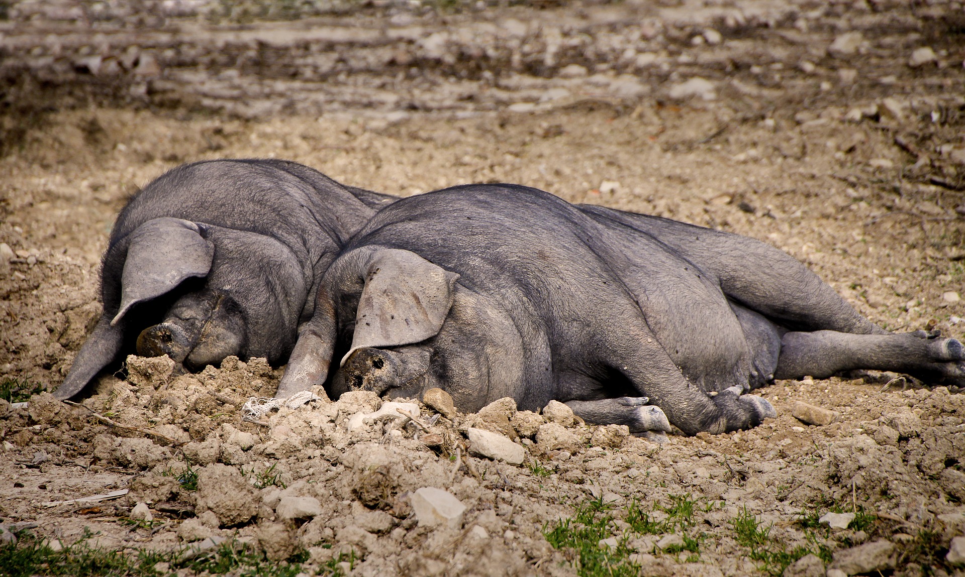 Ринок живця: свині на українському ринку подешевшають до 40 грн/кг